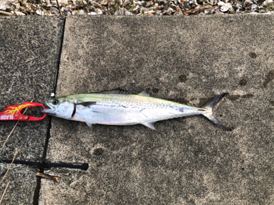 初めてのライトショアジギ