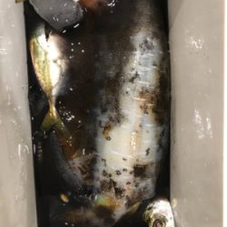 アジングでイカ