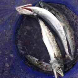 ショアジギング