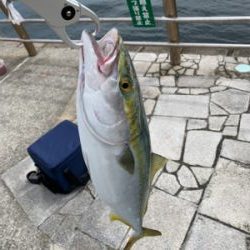 ライトショアジギング