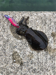 新子調査。まだちょい早いかな