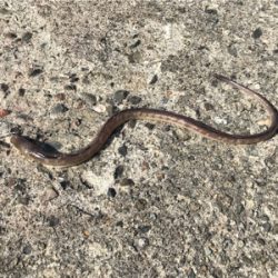 う、う、うみへびー。