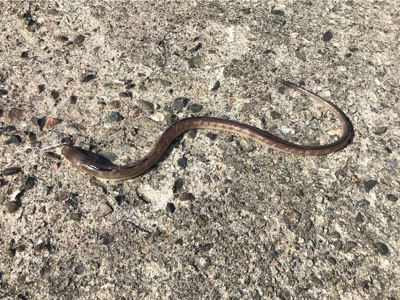 う、う、うみへびー。