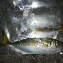 アジはまだ渋い