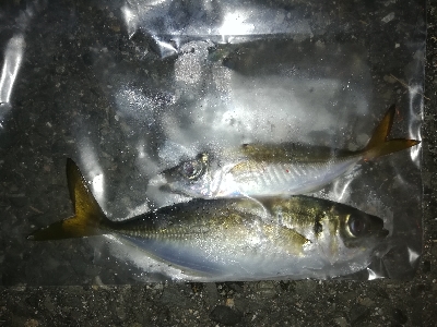 アジはまだ渋い