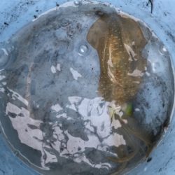 初ボートエギング