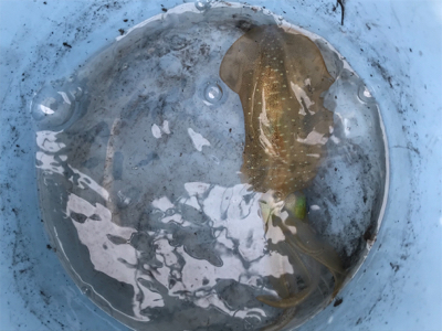 初ボートエギング