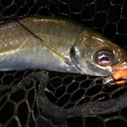 フロートデカアジング