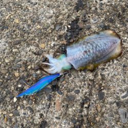 雨上がりエギング