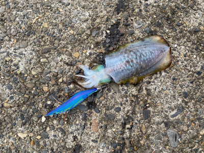 雨上がりエギング