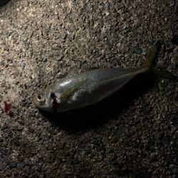 ベイトアジングの道③ サワラバラシ