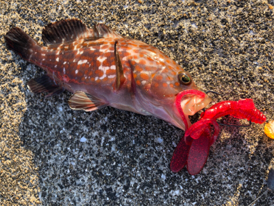 キジハタは戻ってきたのか？