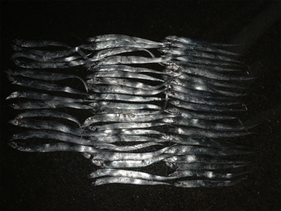 水軒鉄鋼団地で太刀魚！