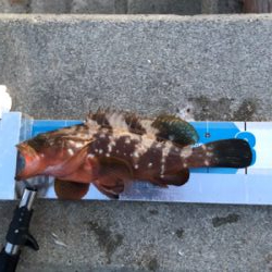 太刀魚釣り失敗だ!