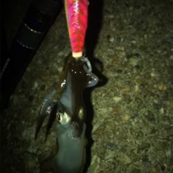 ロリイカのみσ(^_^;)