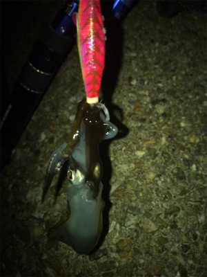 ロリイカのみσ(^_^;)