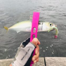 コスモスクエア釣果