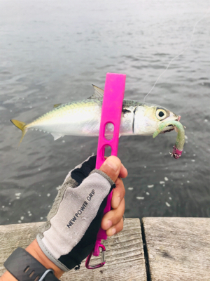 コスモスクエア釣果