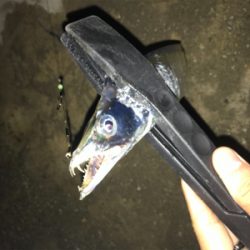 タチウオ釣れてます
