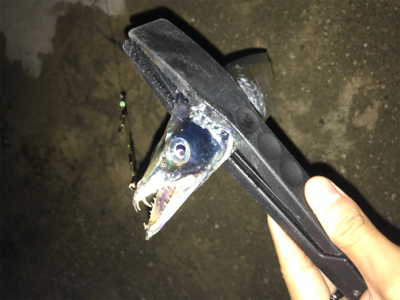 タチウオ釣れてます