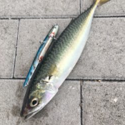 大潮初日は激しく中サバ祭り。。