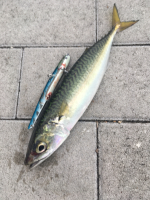 大潮初日は激しく中サバ祭り。。