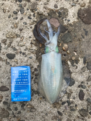 台風後のリベンジ釣行