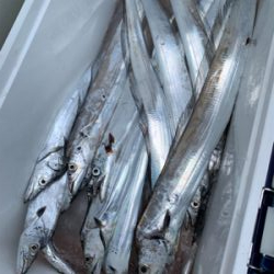 須磨沖タチウオジギング