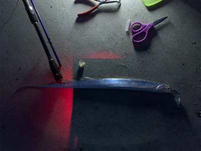 タチウオ釣りです