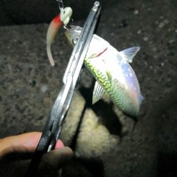 太刀魚調査はサバゲー