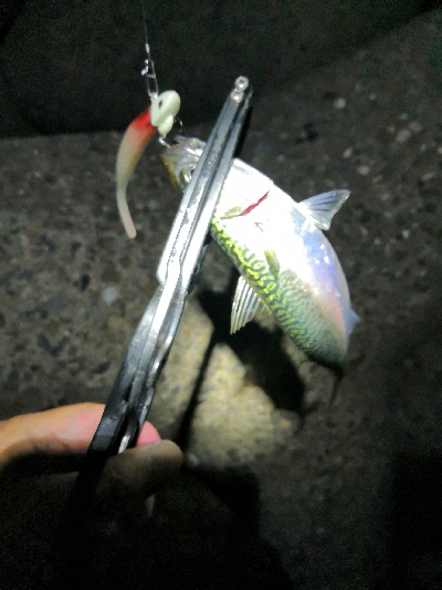 太刀魚調査はサバゲー