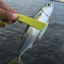 夕マヅメもナイトも鯖ばかり。。。