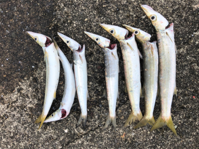 アラハダクラスのカマス好調