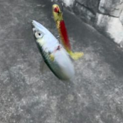 久しぶりの釣果！！！