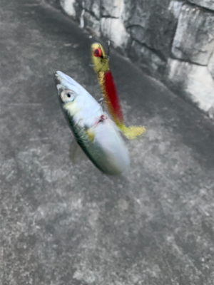 久しぶりの釣果！！！