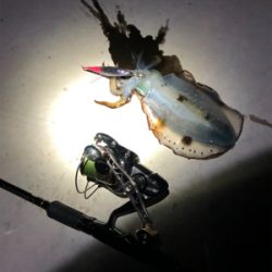 コロッケからトンカツさん