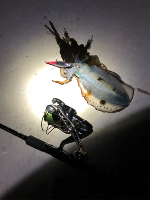 コロッケからトンカツさん