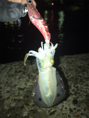 アオリイカ  調査(^^)