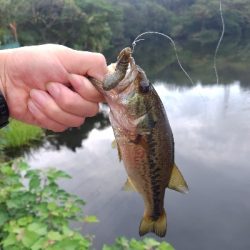 チビスキャット