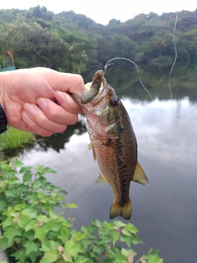 チビスキャット
