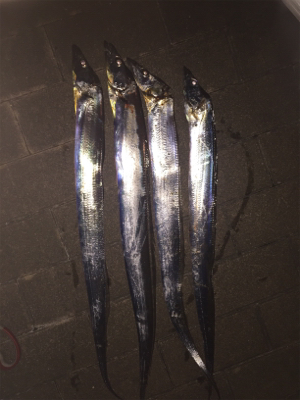 ポツポツアタリます