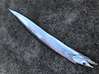 自分たちだけがポンポンと