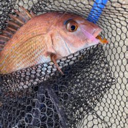 明石　鯛カブラ