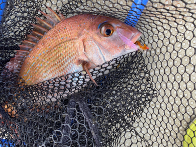 明石　鯛カブラ