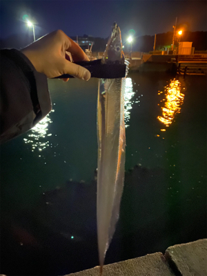 太刀魚ばっかり