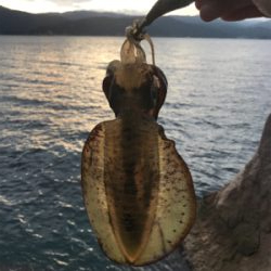 少し大きくなりました。