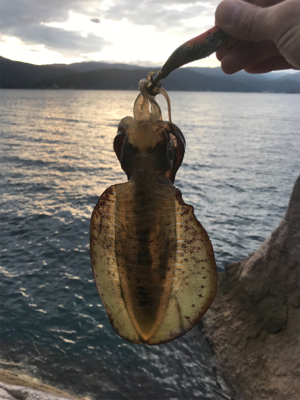 少し大きくなりました。