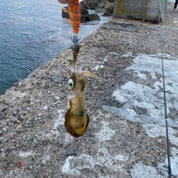 人生三度目のエギングでようやく