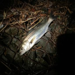 初の河川シーバスに成功！