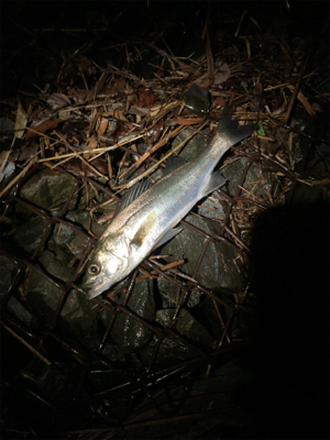 初の河川シーバスに成功！